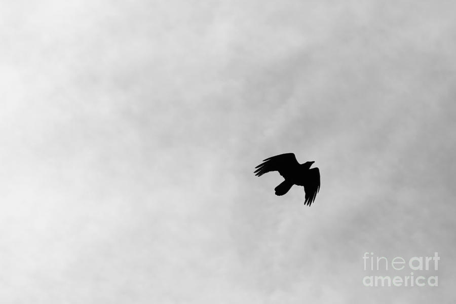 Black and White Raven In Flight Photograph by Colleen Cornelius