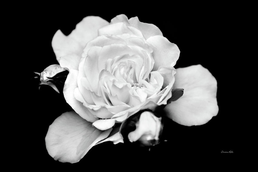 Black and White Rose Photograph by Christina Rollo