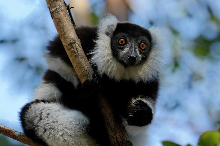 Black-and-white Ruffed Lemur Photograph by Jlr