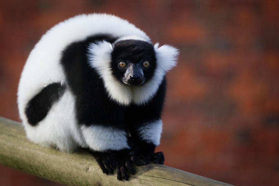 Black And White Ruffed Lemur Photograph by Peter Orr Photography