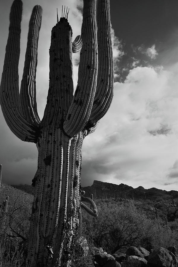 Black and White Saguaro Drama Photograph by Chance Kafka