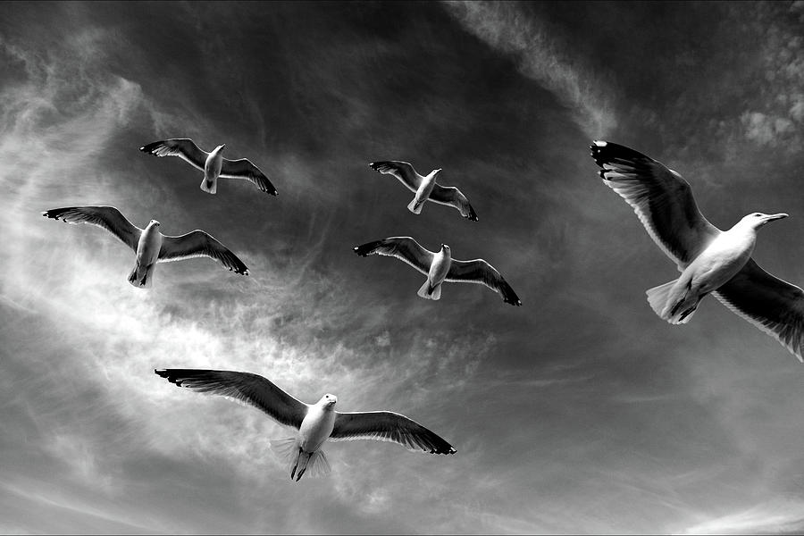 Black And White Seagulls Flying Photograph by Paul Myers-bennett