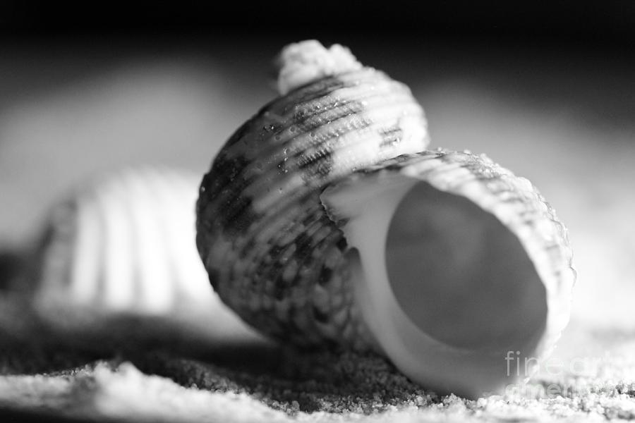 Black and White Shells Photograph by Julie Lourenco - Pixels