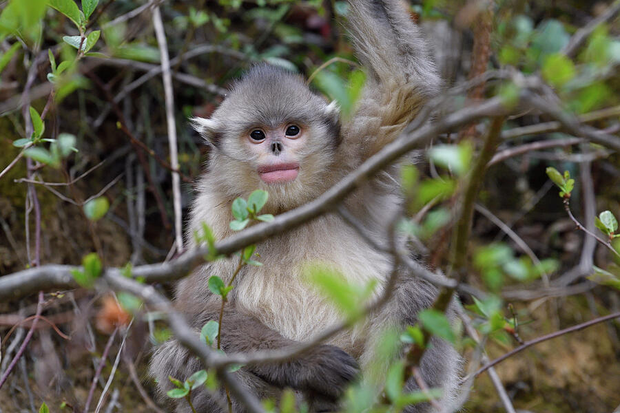 Black-and-white Snub-nosed Monkey Baby, Cheng Nature by
