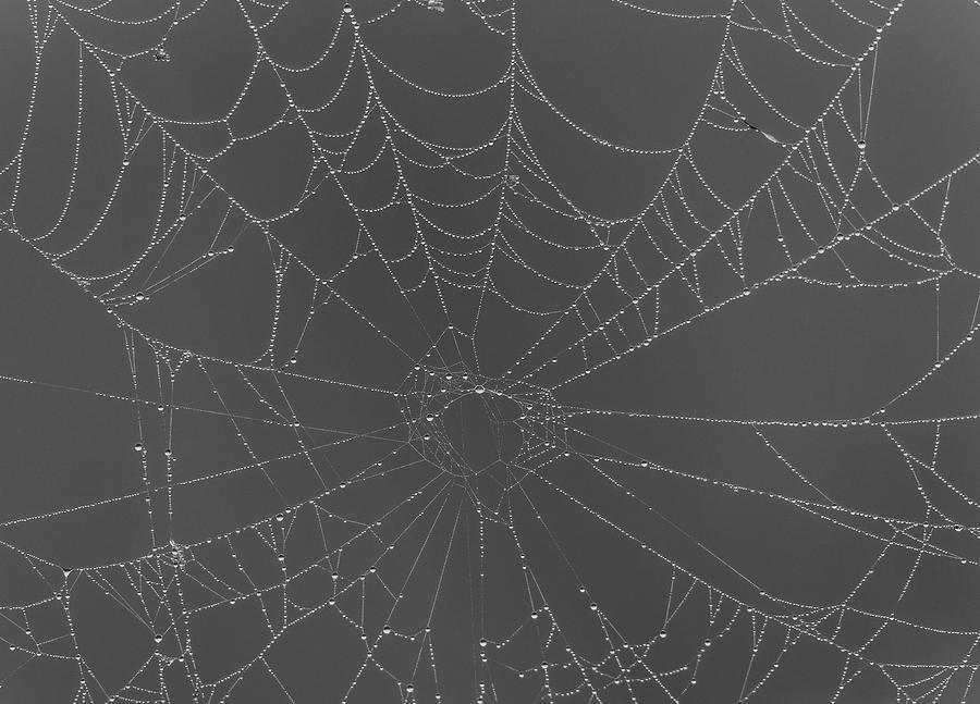 Black And White Spiderweb In Dew by Dan Sproul Black And White Spiderweb In Dew by Dan Sproul