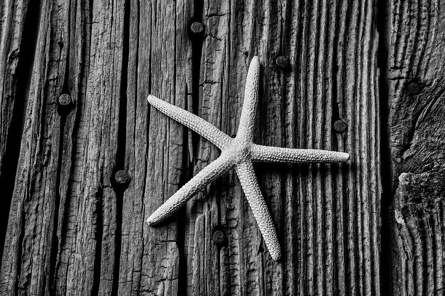 Still Life Photograph - Black And White Star by Garry Gay