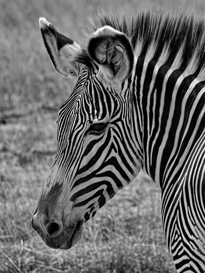 Black And White Photograph - Black and White Stripes by Phyllis Taylor