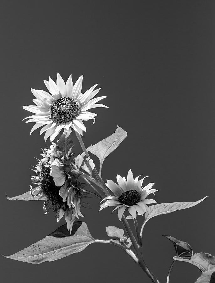 Black and White Sunflower Photograph by Cate Franklyn