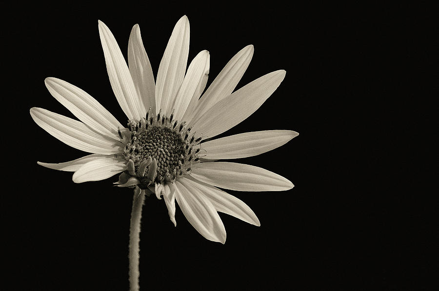 Black And White Sunflower Photograph by Joseph Oland - Fine Art America