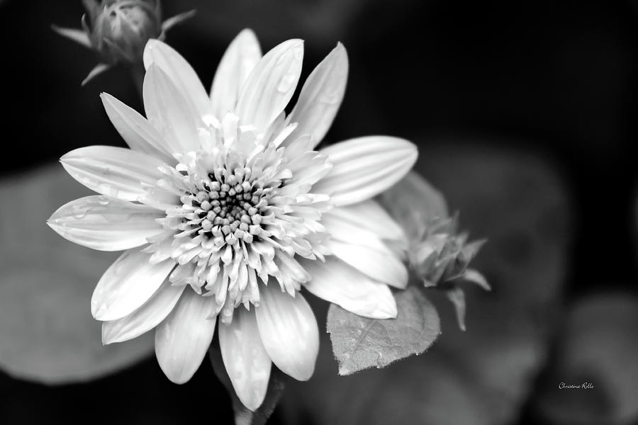 Black and White Sunrise Coreopsis Photograph by Christina Rollo