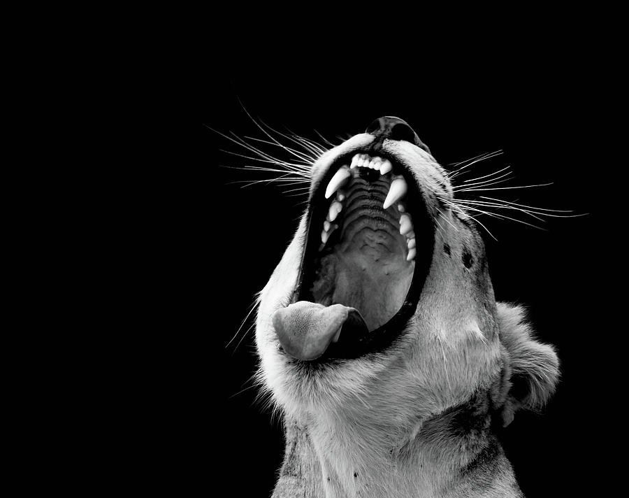 Black And White The Power Of A Lioness Roar Photograph by Ad and ...