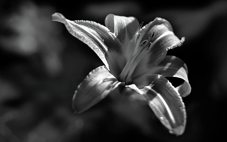 Lily Photograph - Black and White Tiger Lily by Stamp City