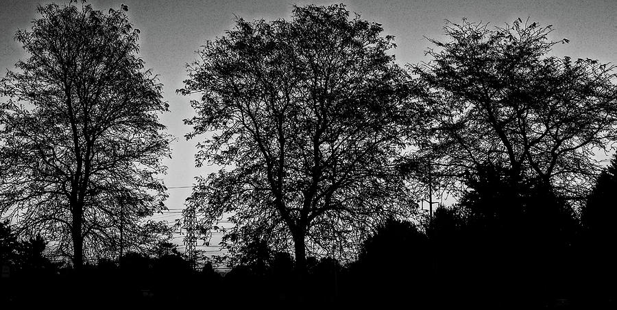Black and white Tree line by Suguna Ganeshan Black and white Tree line by Suguna Ganeshan