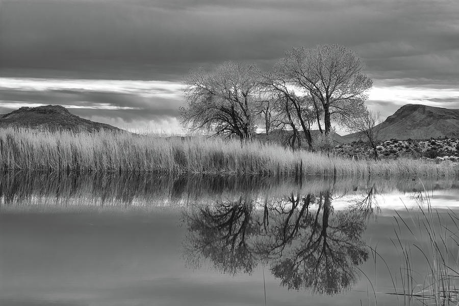 Black and White Tree Reflection Photograph by Ann Natarelli - Fine Art ...