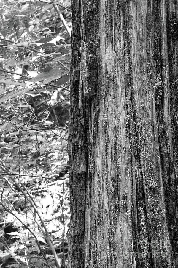 Black And White Tree Trunk Photograph by Phil Perkins