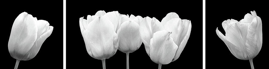 Black And White Photograph - Black And White Tulip Triptych by Gill Billington