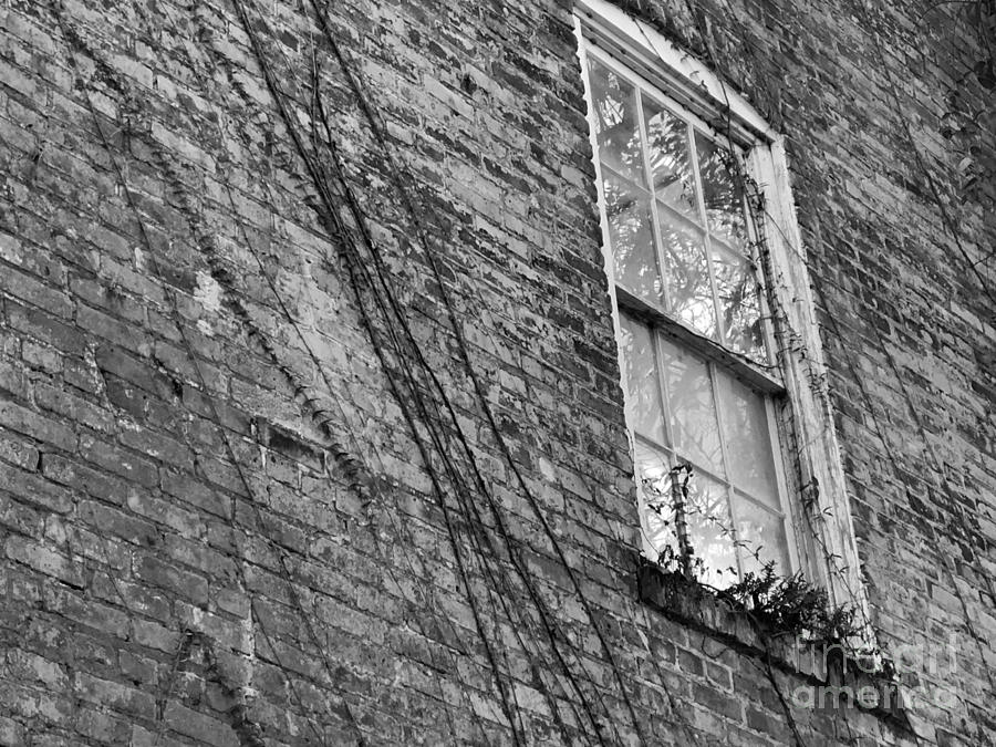 Black and White Vintage Window Photograph by Carol Riddle