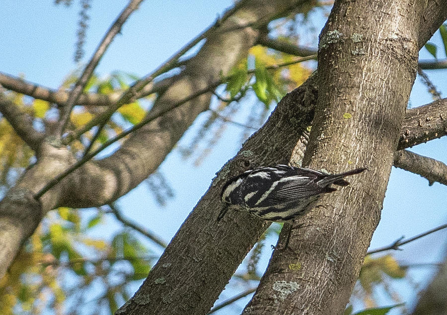 Black and White Warbler Photograph by Hershey Art Images