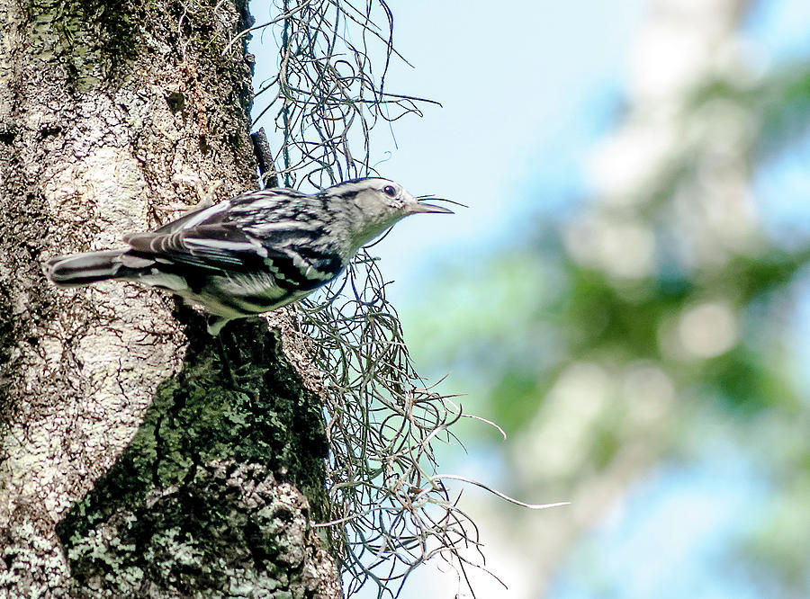 Black And White Warbler Photograph