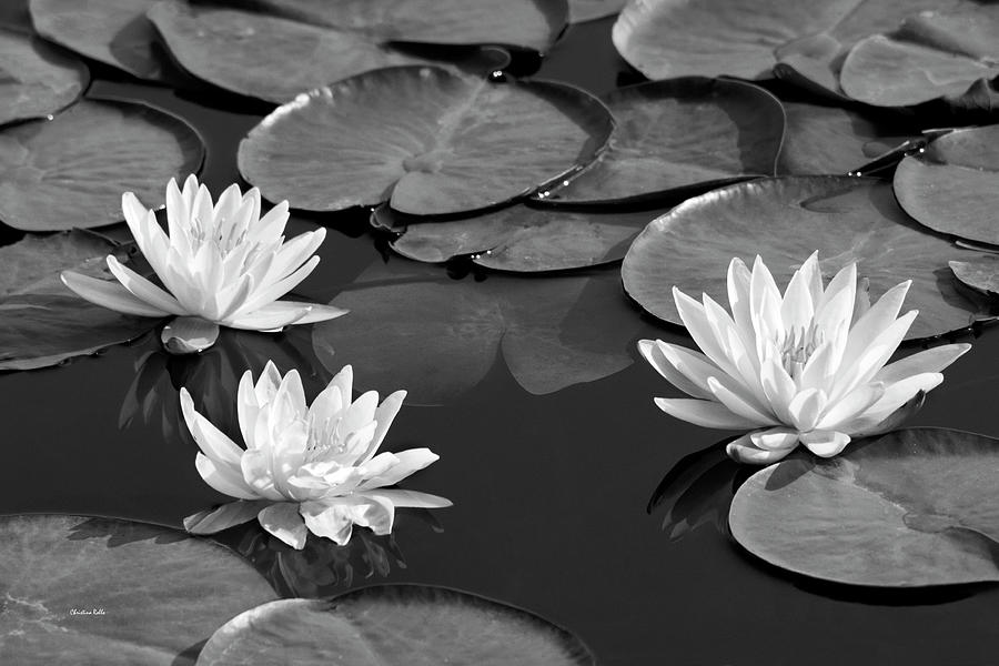 Black And White Water Lilies Photograph by Christina Rollo