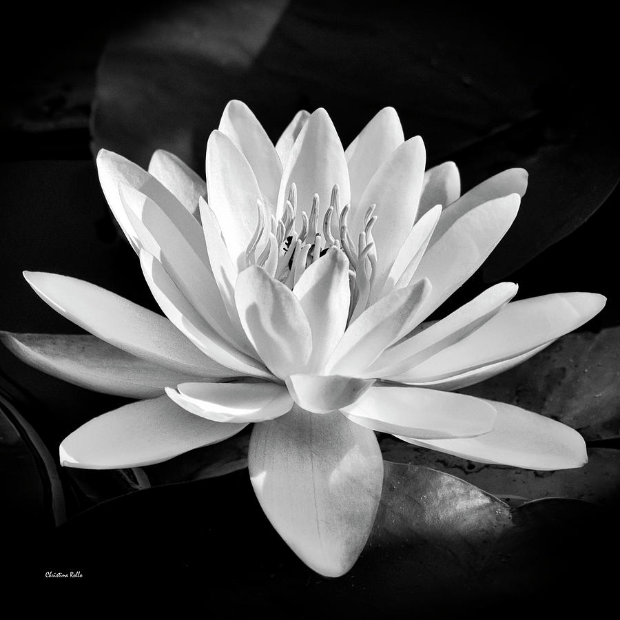 Black And White Water Lily Photograph by Christina Rollo