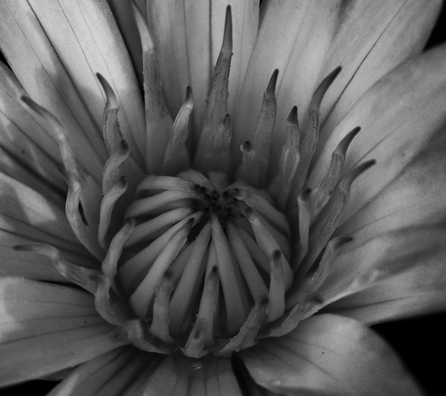Black and White Water Lily Photograph by L Bosco