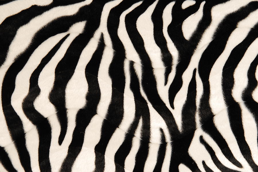 Black And White Zebra Print Background Photograph by Kosst