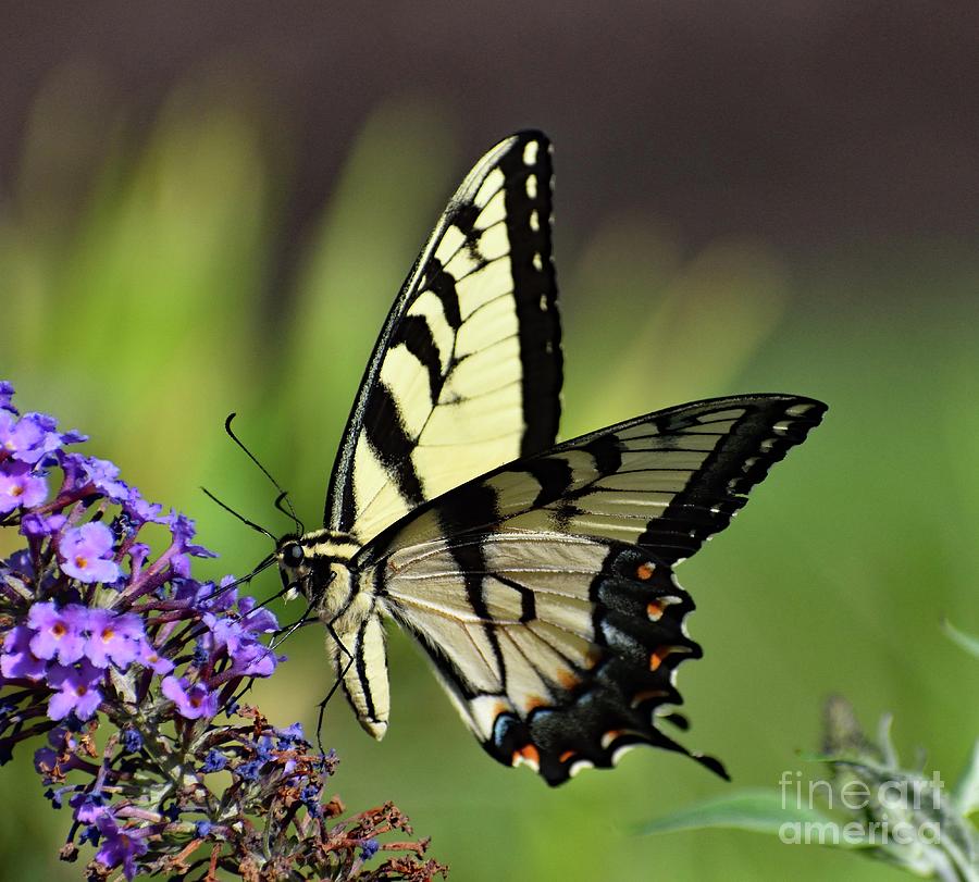 Black And Yellow Beauty - Eastern Tiger Swallowtail Photograph