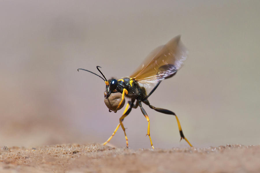 Black And Yellow Mud Dauber Sceliphron Photograph By Danita Delimont