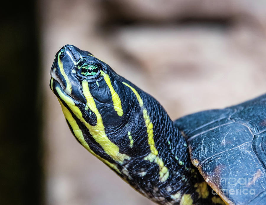 Black and yellow water turtle portrait Photograph by Lyl Dil Creations