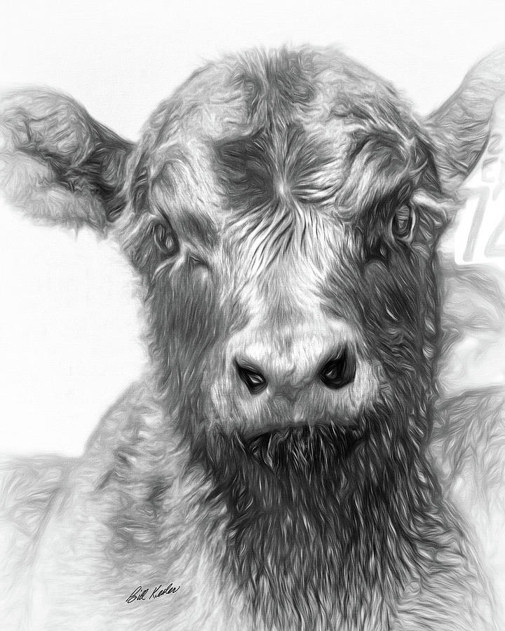 Cow Photograph - Black Angus Calf Portrait by Bill Kesler