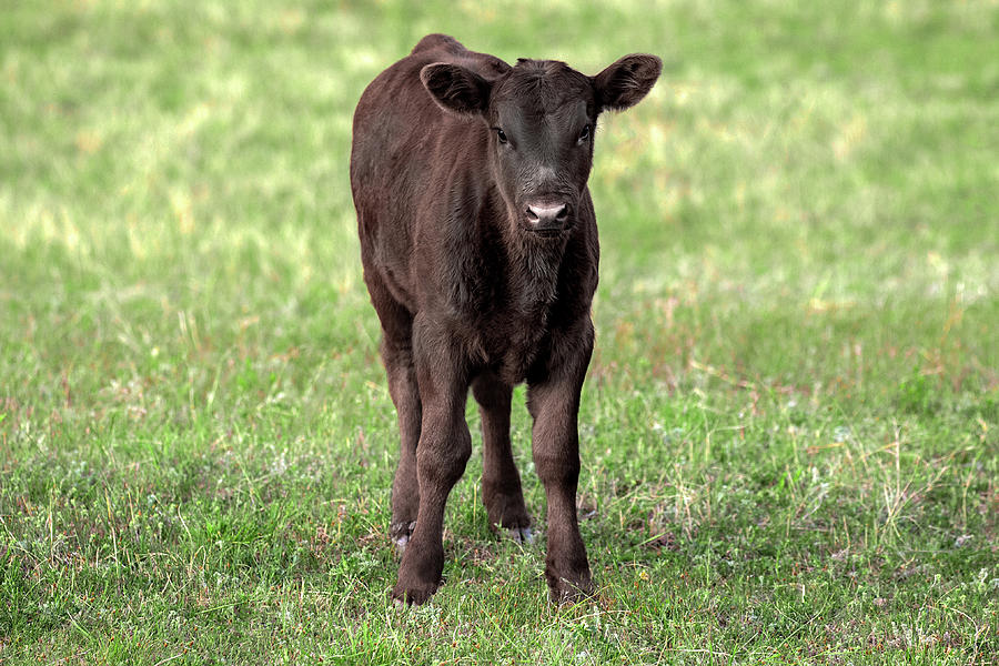 Black Angus Calf