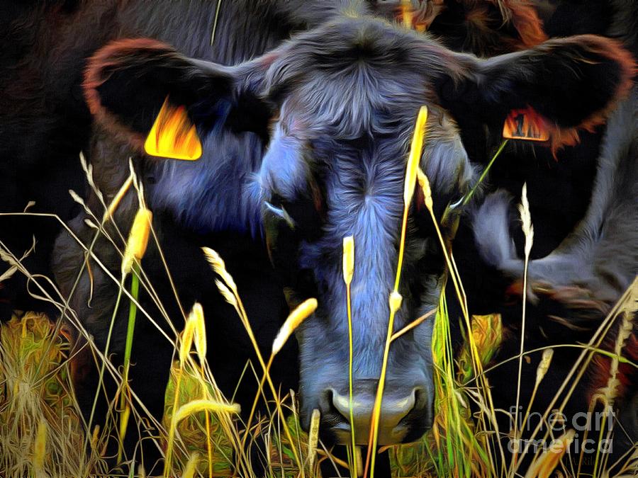 Cow Photograph - Black Angus Cow  by Janine Riley