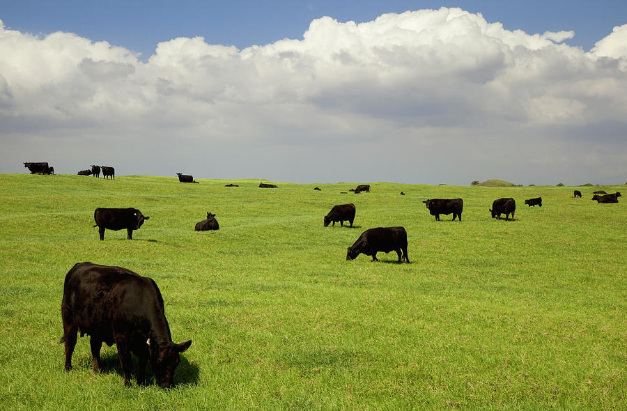Black Angus Cows Grazing In Open Pasture Photograph by Timothy Hearsum