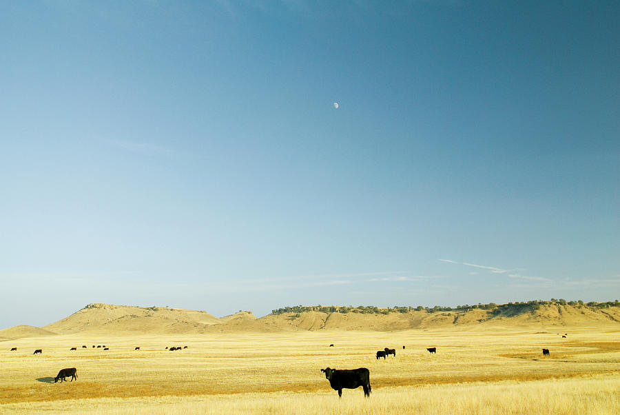 Black Angus Cows Grazing Photograph by Pete Starman