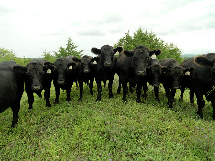 Black Angus Cows Photograph by Xpacifica