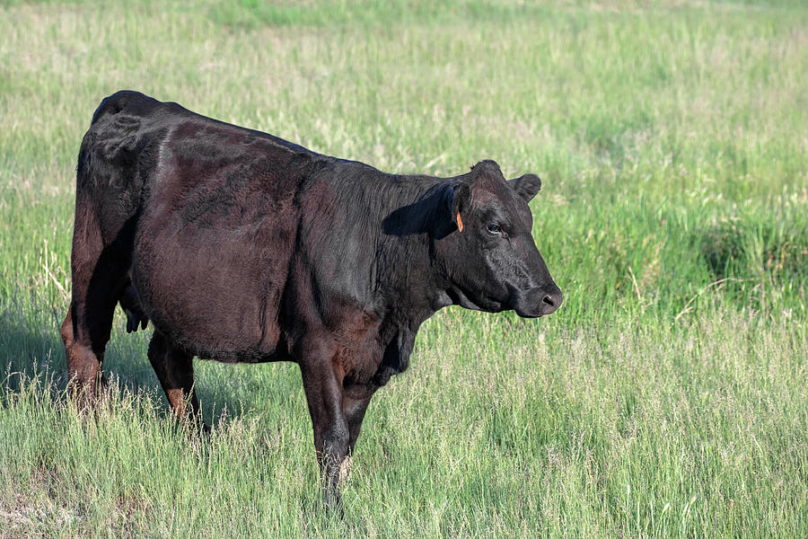 Black Angus in Grass Photograph by Todd Klassy