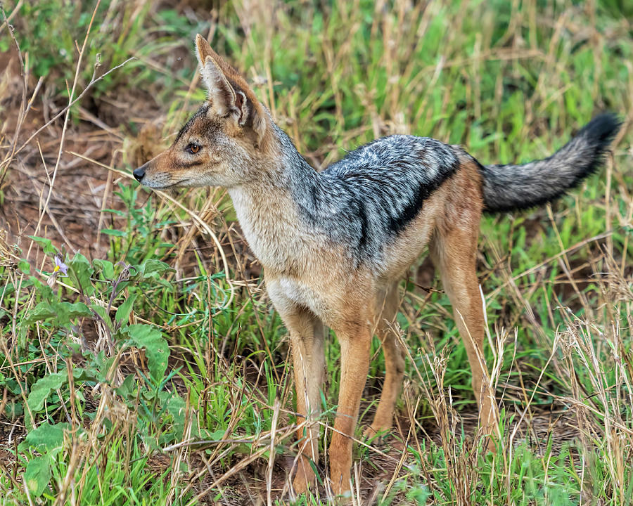 Black-Backed Jackal Photograph by Betty Eich