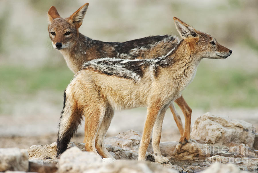 Cunning Photograph - Black-backed Jackal Canis Mesomelas by Peter Fodor