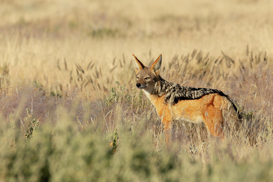 black-backed jackal Namibia, africa safari wildlife Photograph by ...