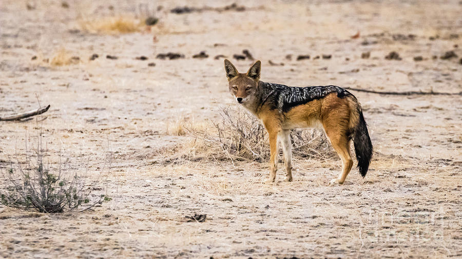 Black backed jackal, Namibia Photograph by Lyl Dil Creations