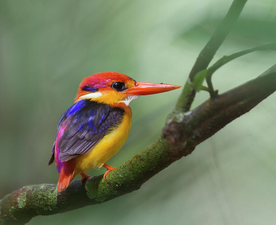 Black-backed Kingfisher Photograph by Copyright By David Yeo