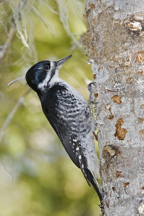 Black-backed Woodpecker Female Photograph by James Zipp