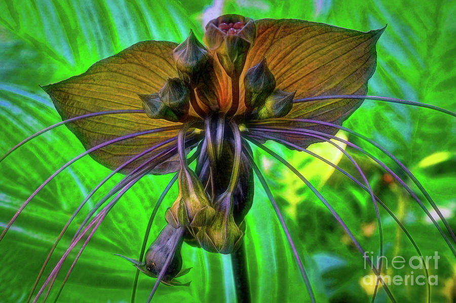 Black Bat Orchid Photograph by Sue Melvin
