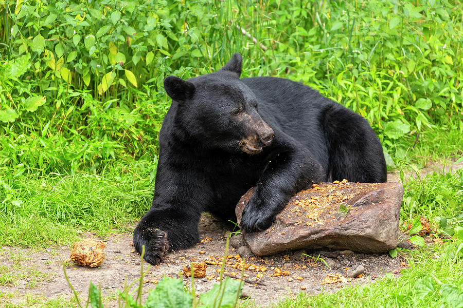 Wildlife Photograph - Black Bear 1 by John Brueske