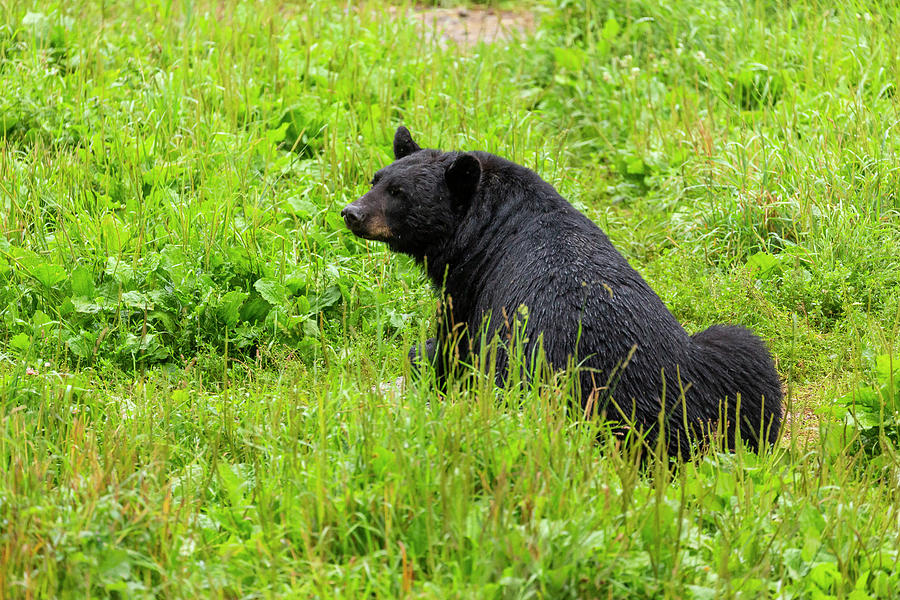 Wildlife Photograph - Black Bear 10 by John Brueske