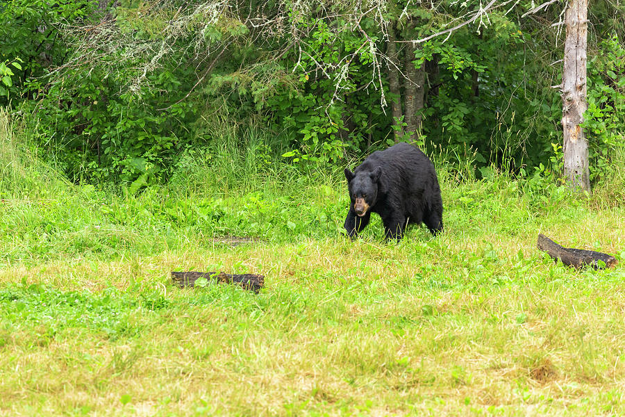 Wildlife Photograph - Black Bear 13 by John Brueske