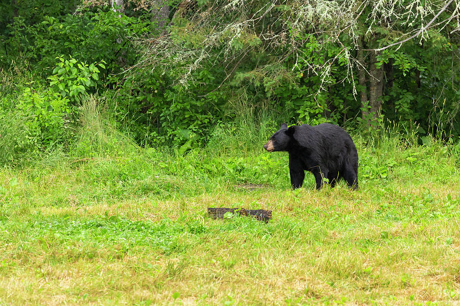 Wildlife Photograph - Black Bear 14 by John Brueske