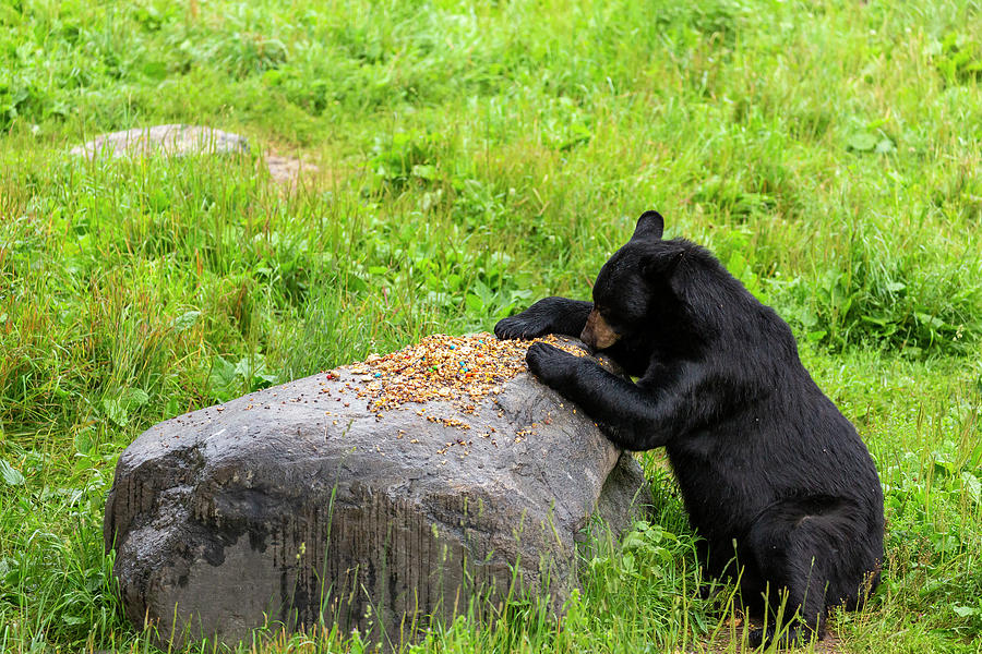 Wildlife Photograph - Black Bear 17 by John Brueske