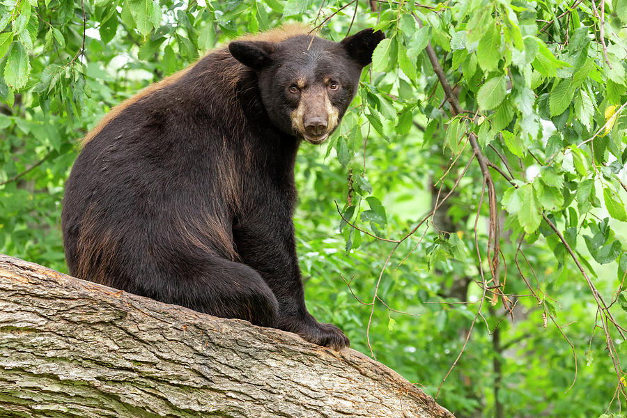 Wildlife Photograph - Black Bear 4 by John Brueske
